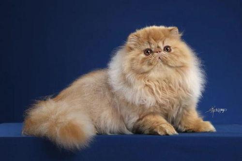 中国纯种猫*联赛智商税〖狸花猫跟蓝猫的串可以卖多少 〗