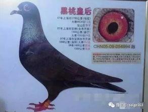 2018年献县沙海清赛鸽〖献县羽腾赛鸽俱乐部售环清单〗