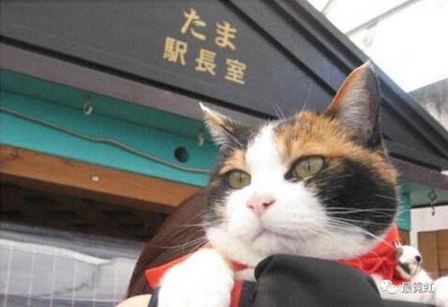 如何给三花猫取宠物名字 「火箭队的猫英文名怎么读」
