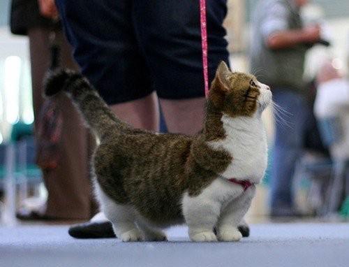 中国纯种猫冠军联赛矮脚猫〖矮脚猫有哪几种 〗