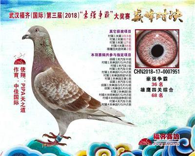 2018年福齐赛鸽查询〖开创铁鹰四关的鸽子都是好鸽子 〗