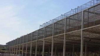 2018年红枫赛鸽公棚〖四川红枫公棚在哪里〗