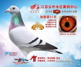 赛鸽2018年北京千公里〖赛鸽电动车为什么便宜〗