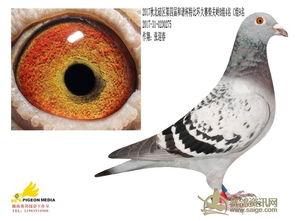 2018年赛鸽编号,2019-10-1045455是特比环吗?
