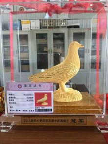 2018年长胜赛鸽〖如何才能让幼鸽子家飞而不停楼顶〗