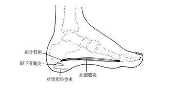 羽毛球步伐为什么跑起来前脚掌痛,打羽毛球脚后跟疼是什么原因